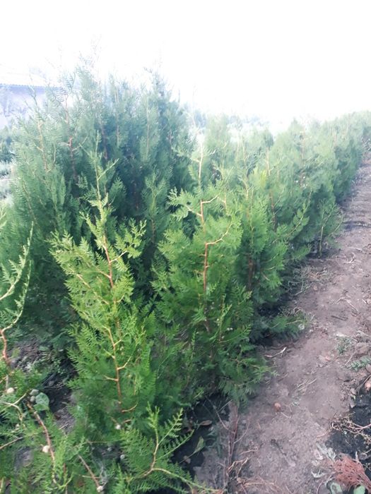 Tuia biota conifer pt garduri vii