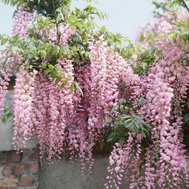 Glicina ( Wisteria )