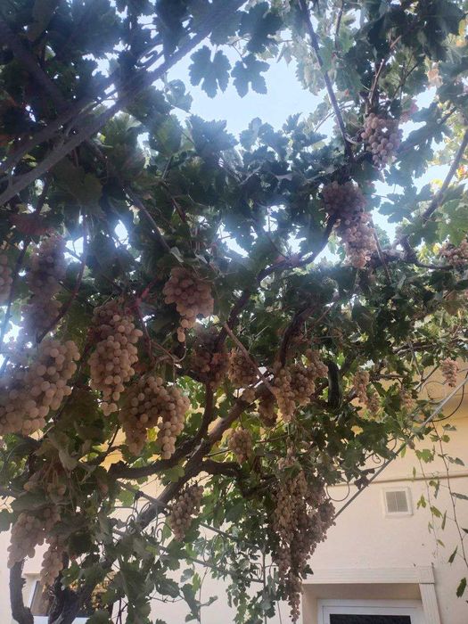 Toyfi Uzum sotiladi.