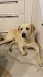 Donez labrador 1 an
