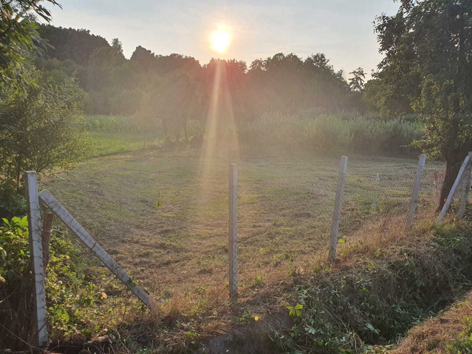 Vând livadă intabulata- Buciumi (Șomcuta Mare, Maramures )