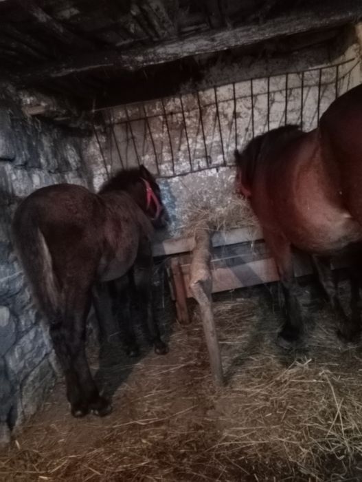 Vând iapa cu mânza