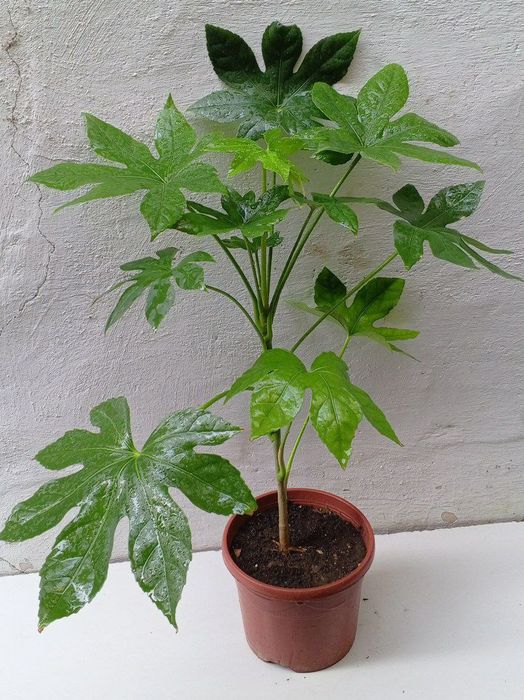 Фатсия японская (Fatsia japonica). Экзотические цветы для дома и офиса