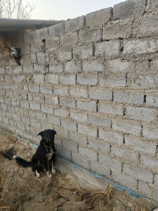 Отдам даром собака охрана