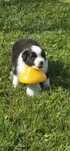 Pui femela Border Collie cu pedigree din ambii parinti campioni