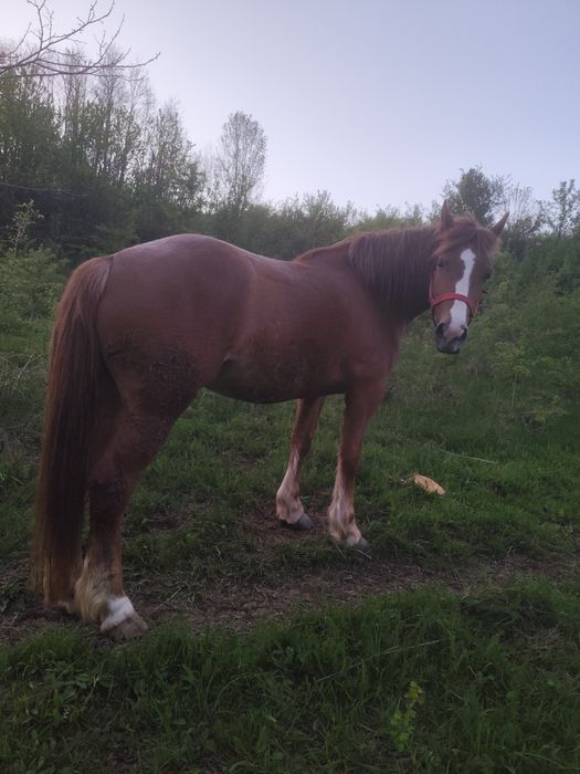 Vând mânză de 3 ani