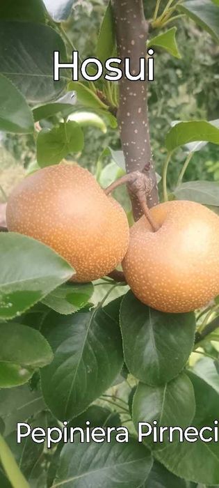 Vand pomi fructiferi