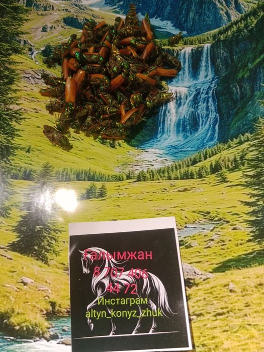 Алтын коныз Майский жук Золотой жук емдык Простотитке