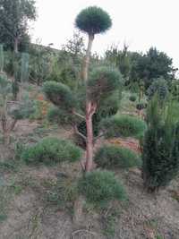 Bonsai,Pin-Pinus