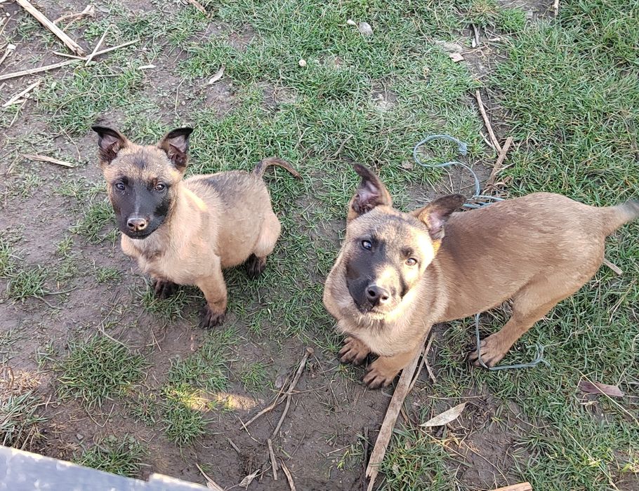 Белгийска овчарка, Малиноа