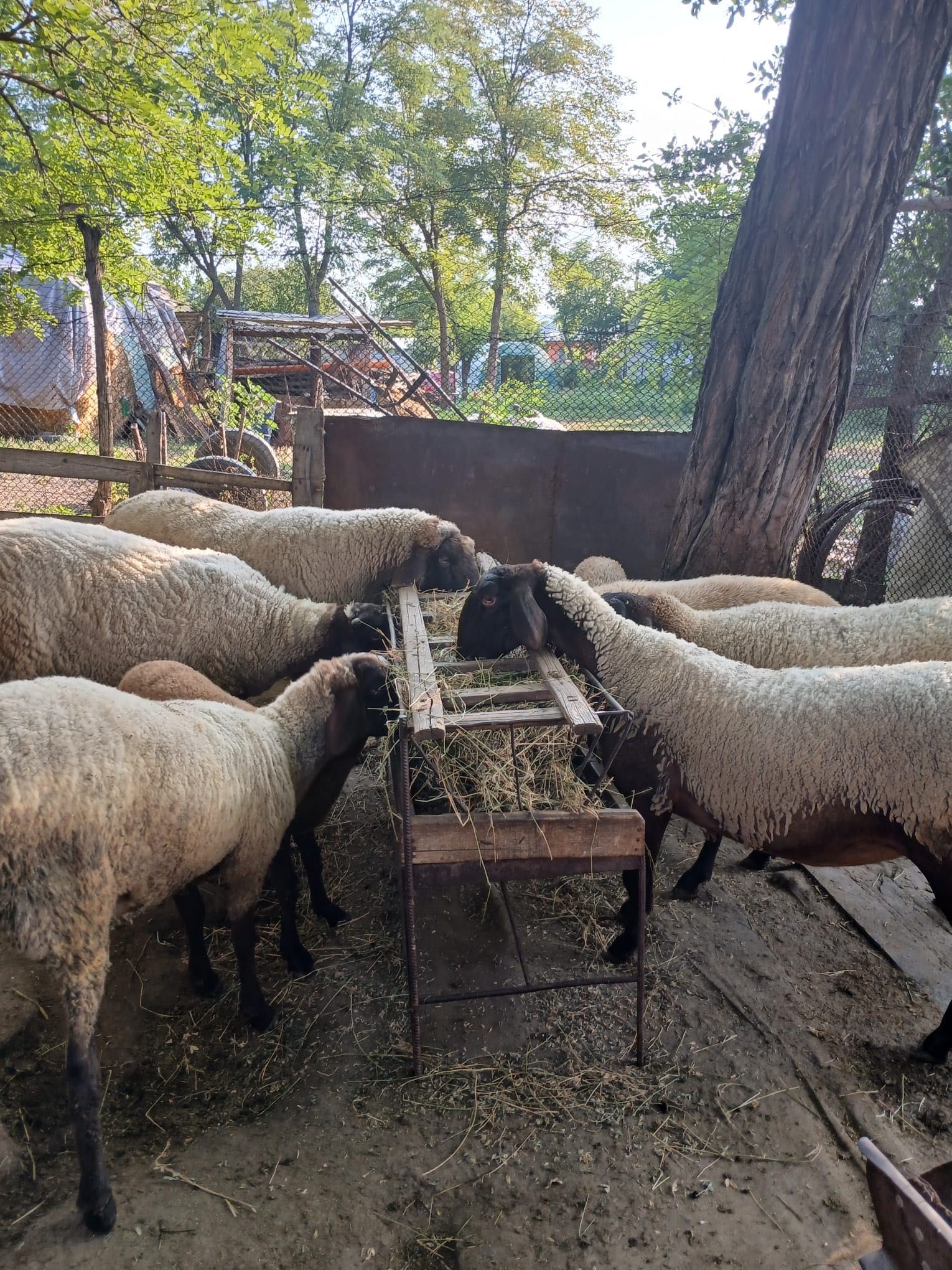 Oi și berbec de vânzare