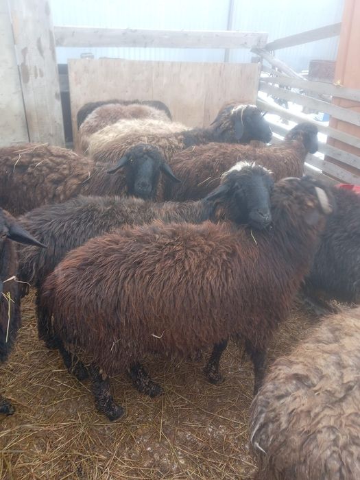 Продам секов 13 голов