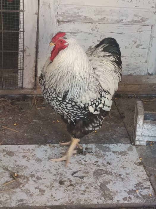 Cocoș Wyandotte Argintiu din Cluj Napoca caută o gospodărie