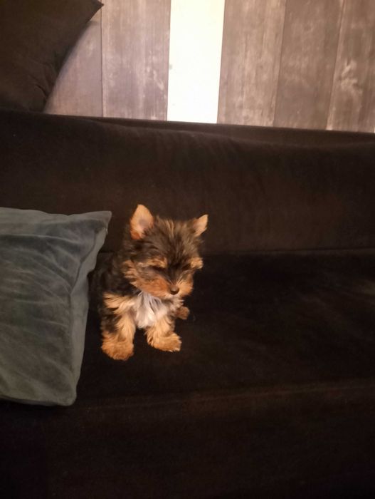 мини йорки женско бебе