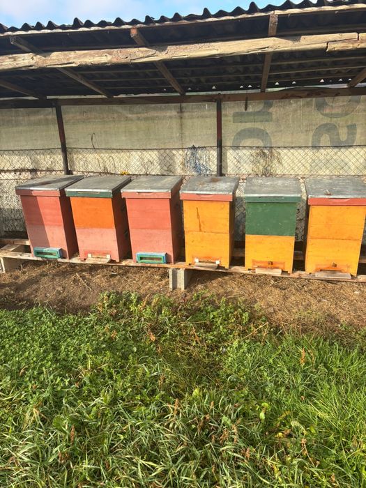 Lazi pentru famili de albine