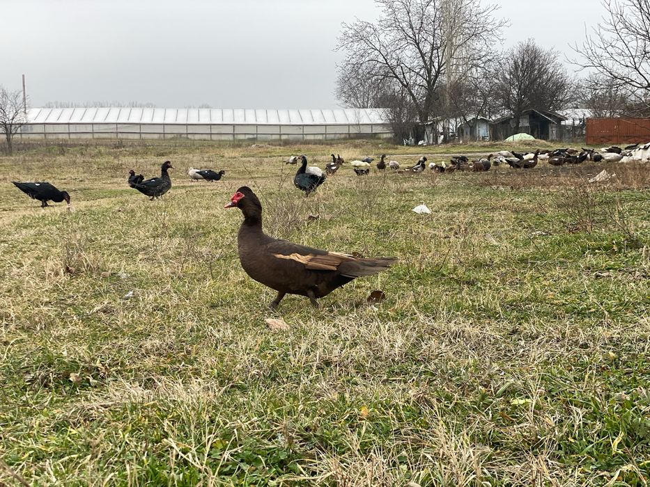 Rate lesesti/mute ciocolatii albastre sidef si negru