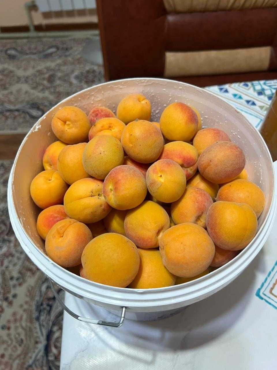 сочный абрикос, Өрік (мед)