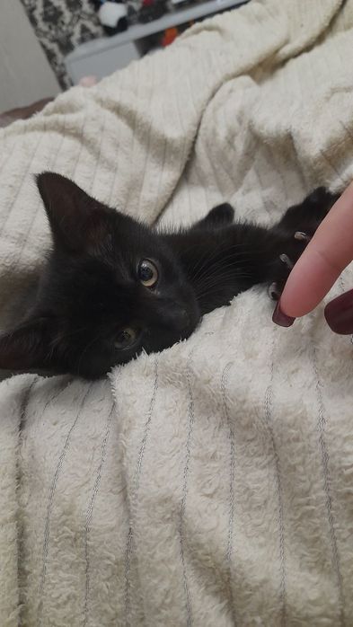 Котёнок мальчик кошка