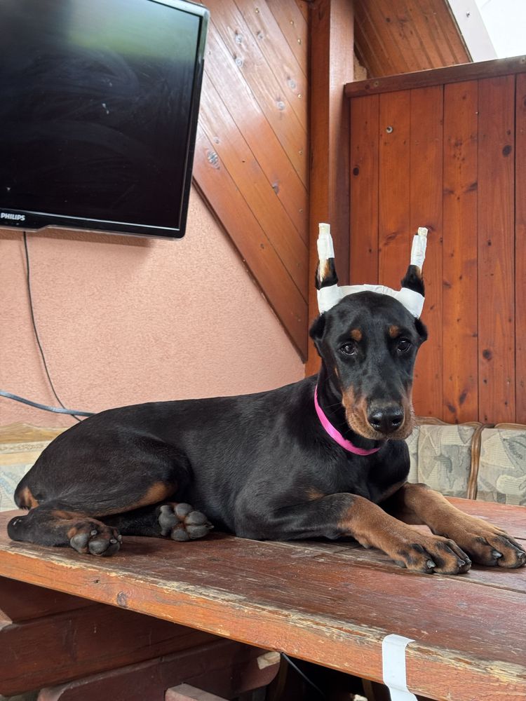 catelus doberman