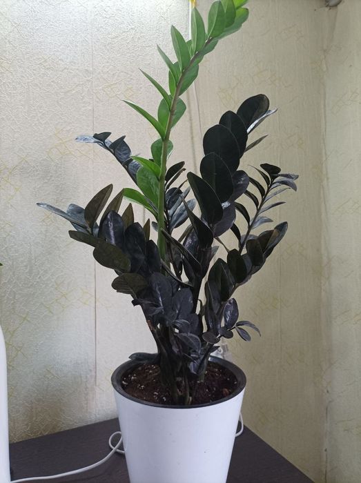 Комнатный цветок "Черный Принц"