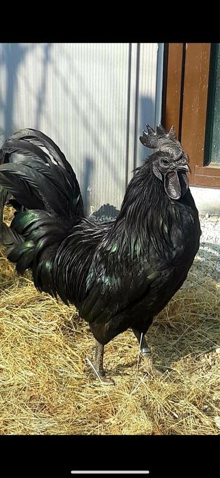 Oua de incubat ayam cemani, rasa pura, gaini complet negre