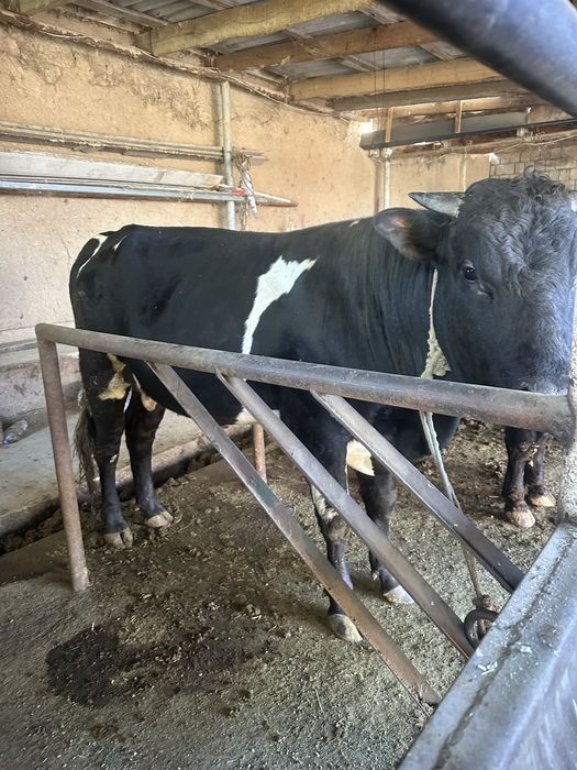 Buqa sotiladi 28 milyon kelishamiz yana