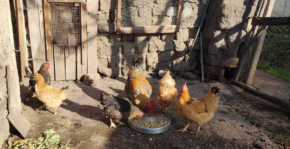 Продават се 5 Кокошки