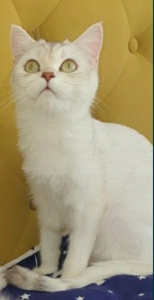 British chinchilla shorthair silver