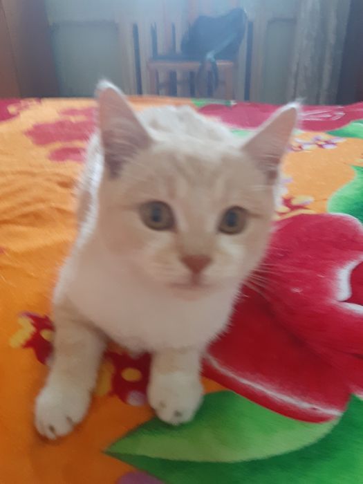 Котята игривые рыжий сбелым остальные  кошечьки разные цвета.