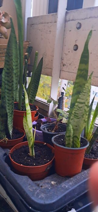 сансевиера (Sansevieria), известно още като змийско растение или свекъ