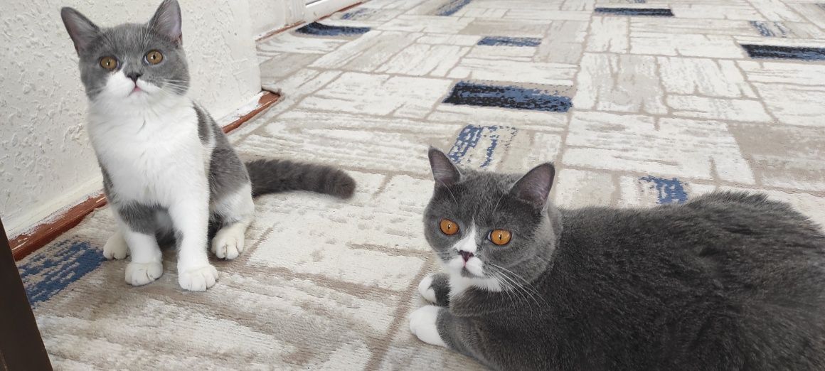 Ona va qiz mushuklar sotiladi
