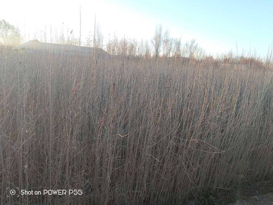 Tut koʻchatlar sotiladi dastavka bor