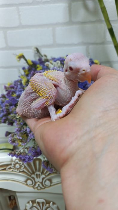 Продаётся  птенец Жёлтого Ожирелового попугая