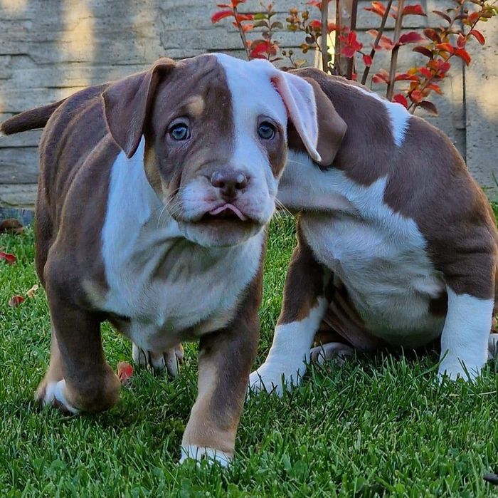 Puiuți de căței Bully