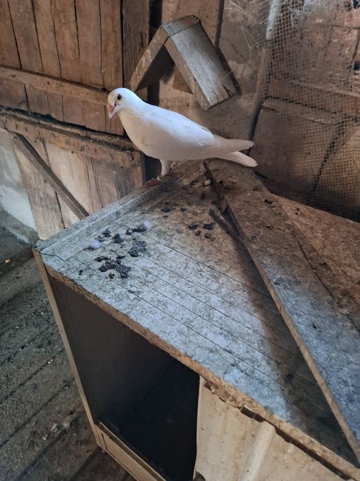 Porumbei voiajori albi