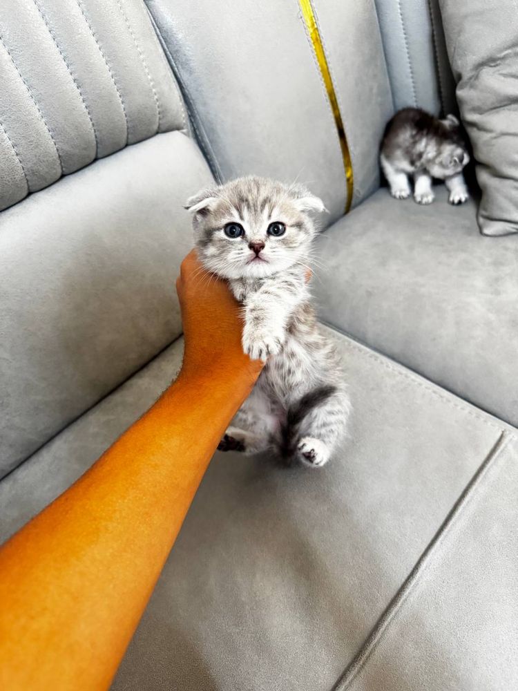 продается котята лю