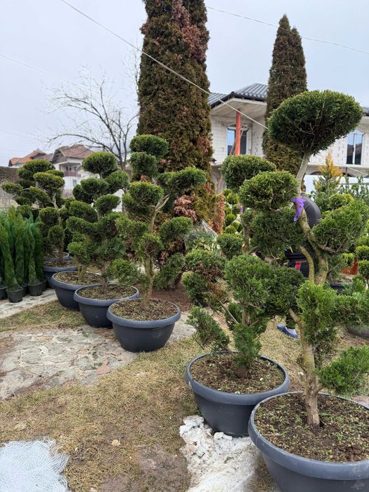 Plante ornamentale elegante care transformă orice spațiu verde
