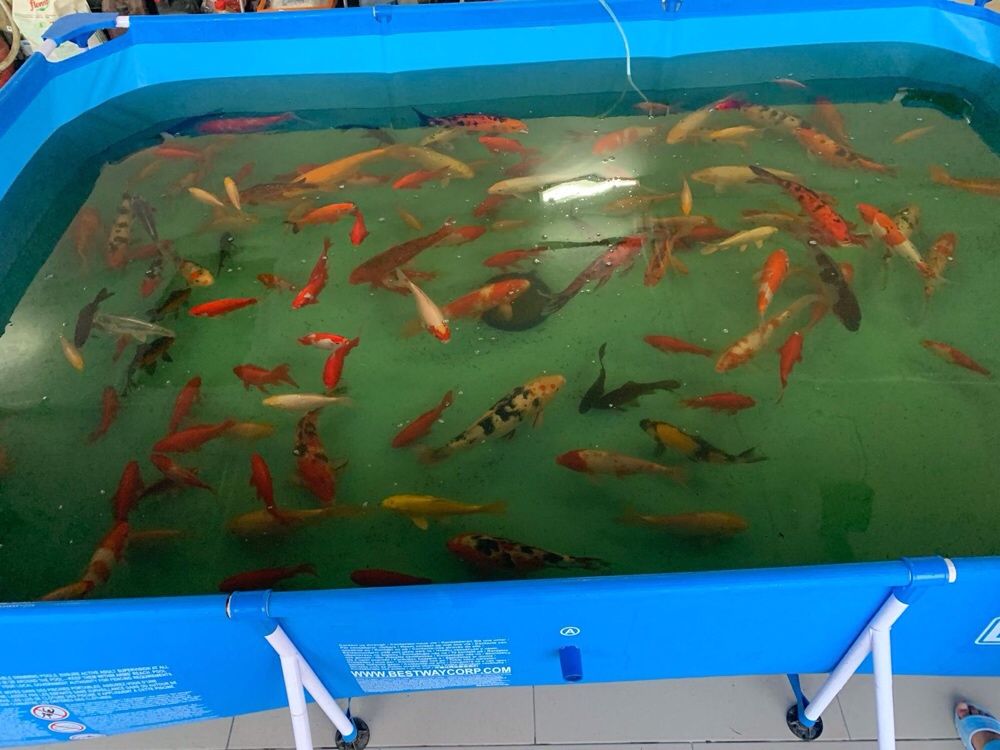 Crap Koi 15-50cm