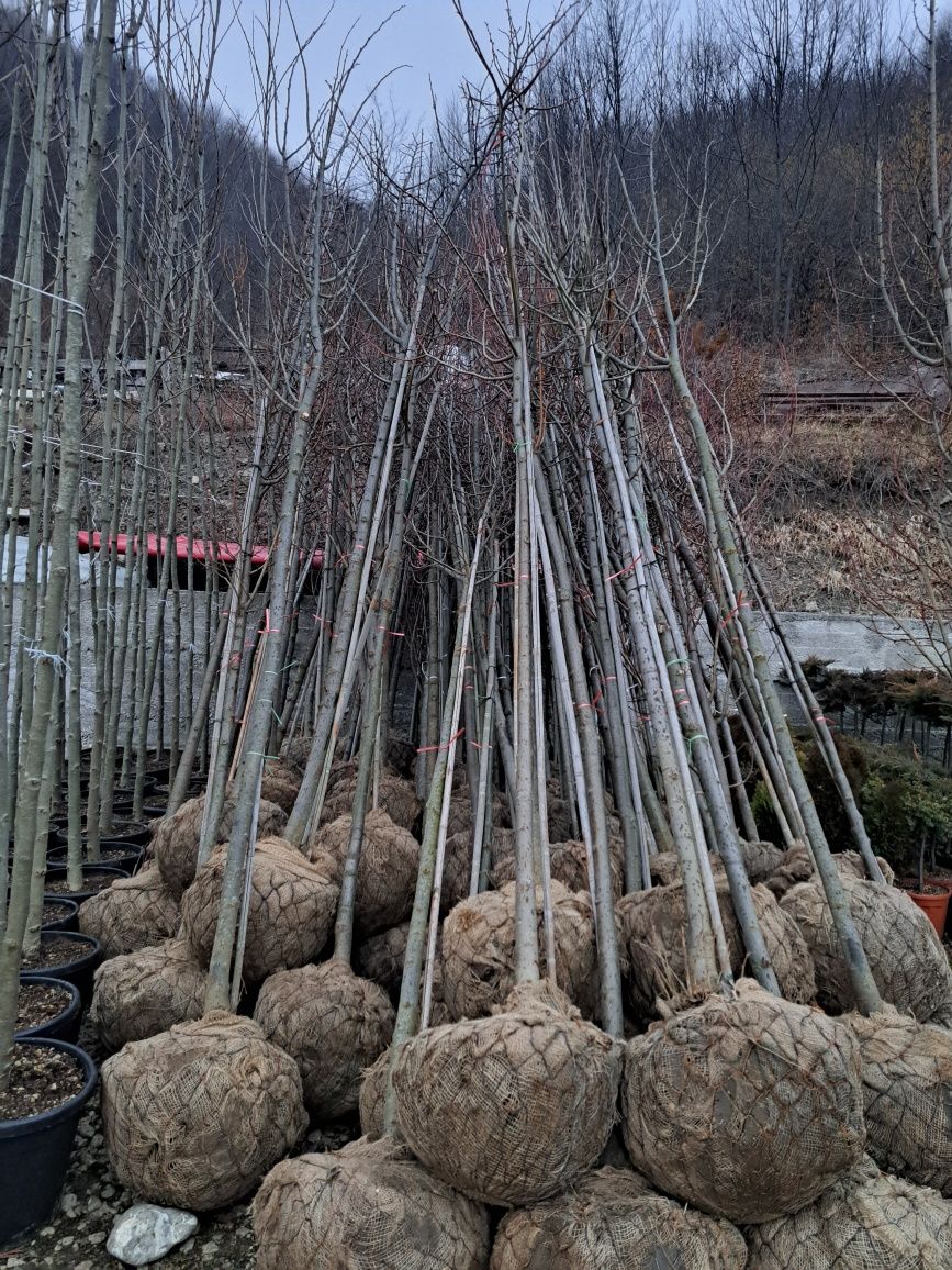 Copaci ornamentali Mesteacan Tei Platani Paltini Catalpa