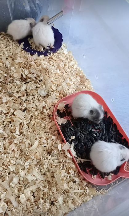 Продаются хомячки