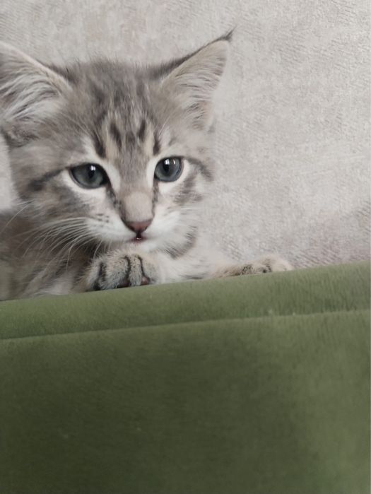 Пропал котенок Кокшетау