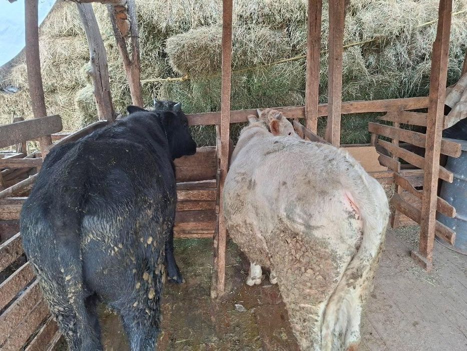 Продам быков хороших