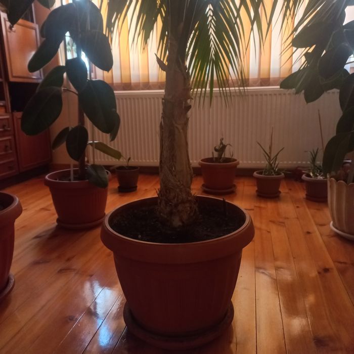 Продавам Палма Кения, 2.4м.висока