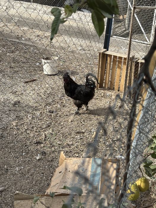 Продам ухейилюй курица и петух