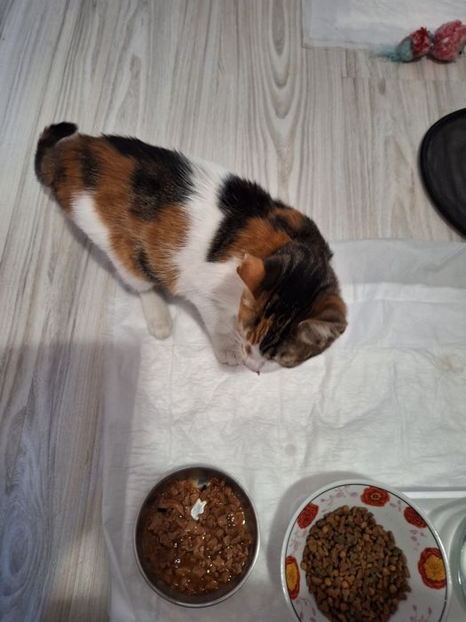 Подарявам трицветно коте