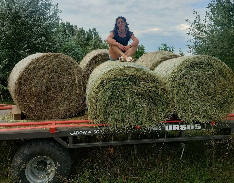 Vând baloți de lucernă sau dau la schimb