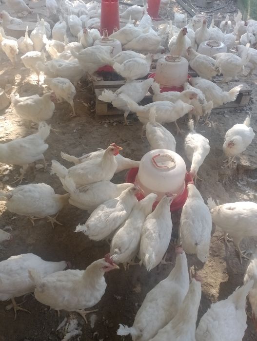 Продам курочек 7месецев привитые порода супер ник