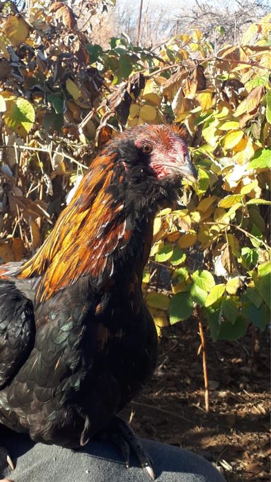 Амераука. Куры несущие голубые яйца.