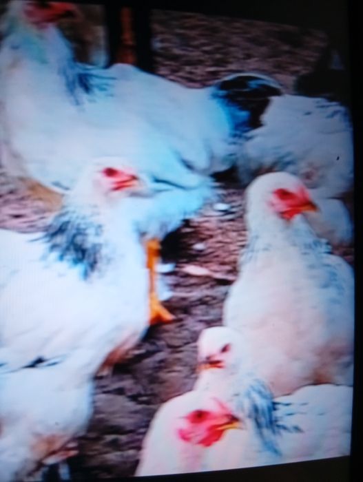 Vind puicuțe de rasă Brahman foarte frumoase