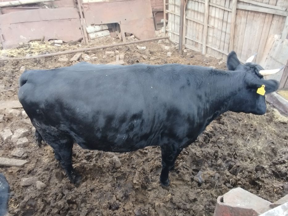 Продам телку стельную